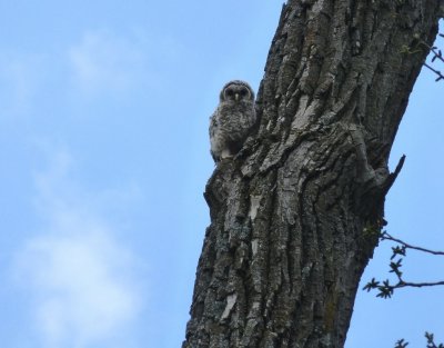 Barred owlet- Pheasant Branch Conservancy, Middleton, WI  2013-05-08 