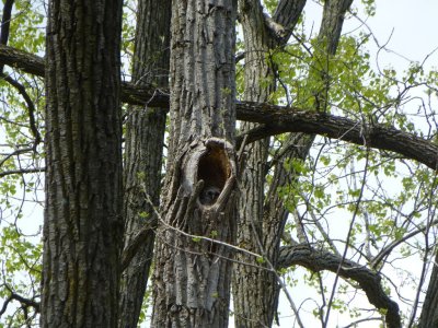 Barred owlet - Pheasant Branch Conservancy, Middleton, WI  2013-05-08 