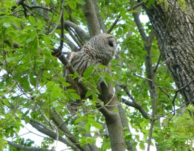 Barred owl adult  - Pheasant Branch Conservancy, Middleton, WI  2013-05-16