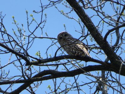 Barred owl adult - Pheasant Branch Conservancy, Middleton, WI  2013-05-08 