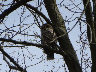 Barred owl adult - Pheasant Branch Conservancy, Middleton, WI - 2013-05-06 