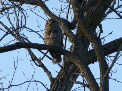 Barred owl adult - Pheasant Branch Conservancy, Middleton, WI - 2013-05-04 