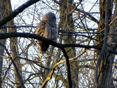 Barred owl adult - Pheasant Branch Conservancy, Middleton, WI - 2013-05-04 