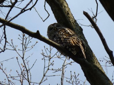 Barred owl family at Pheasant Branch Conservancy - GALLERY