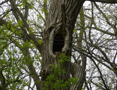 Great horned owlet - Pheasant Branch Conservancy, Middleton, WI 2013-05-13