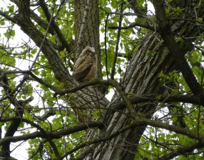 Great horned owlet - Pheasant Branch Conservancy, Middleton, WI 2013-05-13