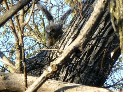 Great horned owlet - Pheasant Branch Conservancy, Middleton, WI 2013-05-12