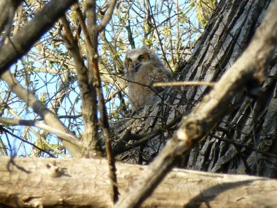 Great horned owlet - Pheasant Branch Conservancy, Middleton, WI 2013-05-12