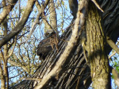 Great horned owlet - Pheasant Branch Conservancy, Middleton, WI 2013-05-12