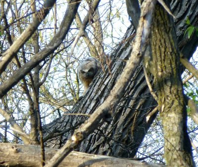 Great horned owlet - Pheasant Branch Conservancy, Middleton, WI 2013-05-12