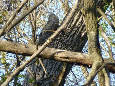 Great horned owlet - Pheasant Branch Conservancy, Middleton, WI 2013-05-12
