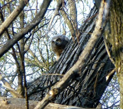 Great horned owlet - Pheasant Branch Conservancy, Middleton, WI 2013-05-12