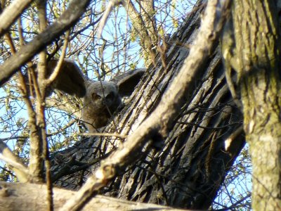 Great horned owlet - Pheasant Branch Conservancy, Middleton, WI 2013-05-12
