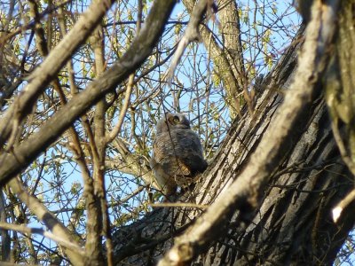 Great horned owlet - Pheasant Branch Conservancy, Middleton, WI 2013-05-12
