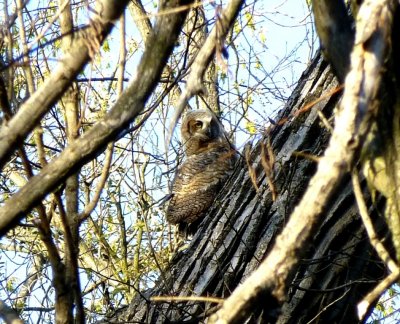 Great horned owlet - Pheasant Branch Conservancy, Middleton, WI 2013-05-12