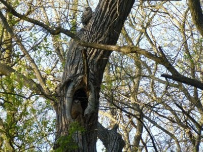Great horned owlet - NOTICE OWLET ON TRUNK ABOVE - Pheasant Branch Conservancy, Middleton, WI 2013-05-12