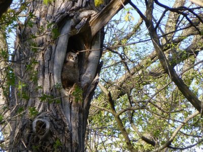 Great horned owlet - Pheasant Branch Conservancy, Middleton, WI 2013-05-12