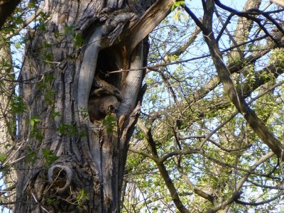 Great horned owlet - Pheasant Branch Conservancy, Middleton, WI 2013-05-12