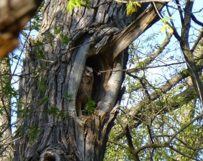 Great horned owlet - Pheasant Branch Conservancy, Middleton, WI 2013-05-12