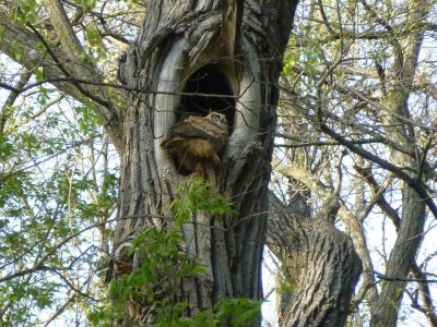 Great horned owlet - Pheasant Branch Conservancy, Middleton, WI 2013-05-12