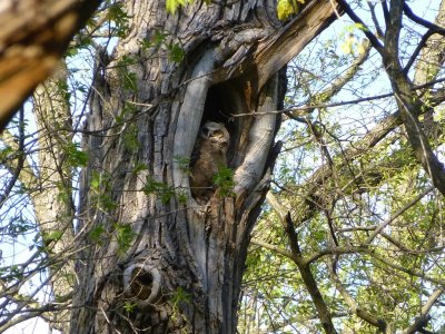 Great horned owlet - Pheasant Branch Conservancy, Middleton, WI 2013-05-12