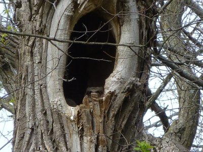 Great horned owlet - Pheasant Branch Conservancy, Middleton, WI 2013-05-06