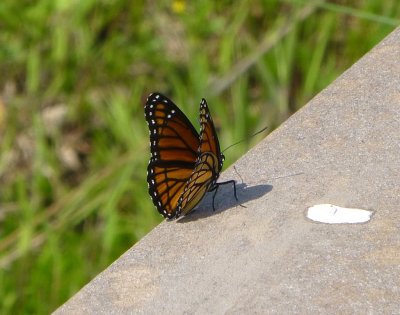 viceroy - Necedah National Wildlife Refuge, WI - June 14, 2013 