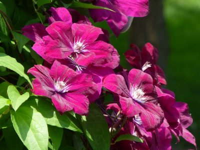 Clematis - GALLERY