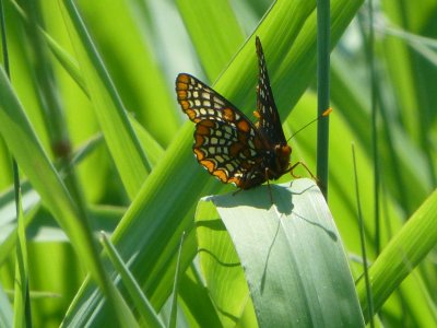 Baltimore checkerspot - Swamp Lovers Preserve, WI - 2013-07-04