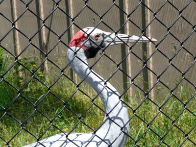 4)  Brolga cranes-GALLERY