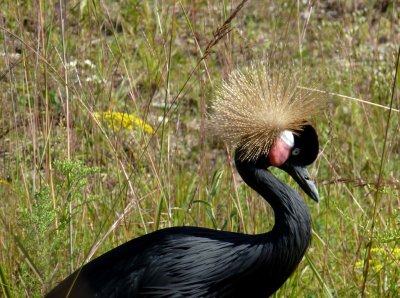 1) Black-crowned cranes-GALLERY