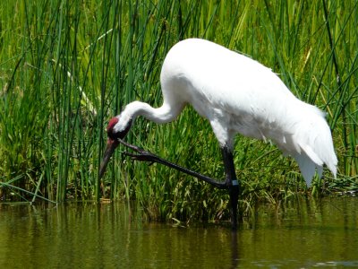 Whooping crane - June 30, 2008