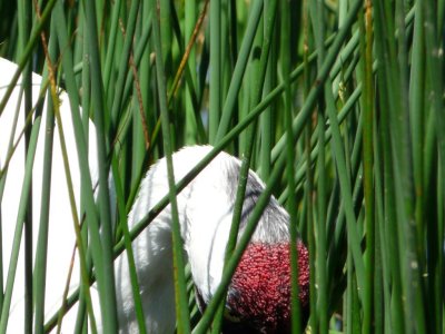 Whooping crane - June 30, 2008