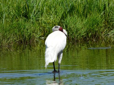 Whooping crane - June 30, 2008