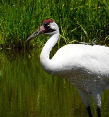 Whooping crane - June 30, 2008