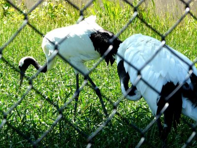 9) Red-crowned cranes-GALLERY