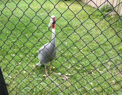 Sarus crane - August 10, 2010