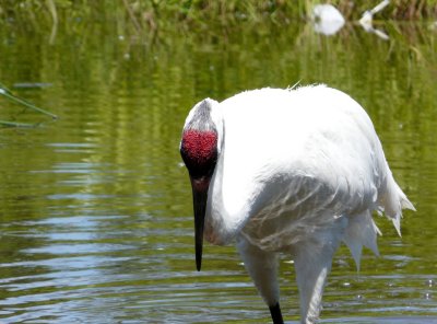 Whooping crane - June 30, 2008