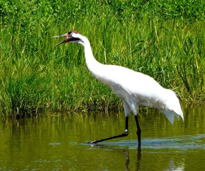 Whooping crane - June 30, 2008
