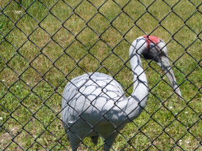 Brolga crane - June 30, 2008 