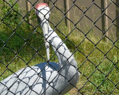 Brolga crane - June 30, 2008