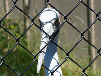 Brolga crane - June 30, 2008 