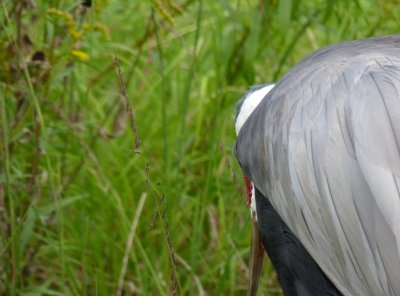 Wattled crane - August 20, 2010