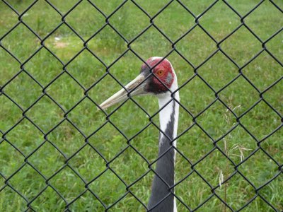 White-naped crane - August 20,  2010 