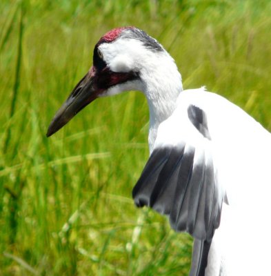 Whooping crane - June 30, 2008