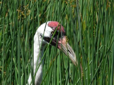 Whooping crane - June 30, 2008