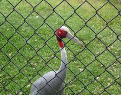 11)  Sarus cranes-GALLLERY