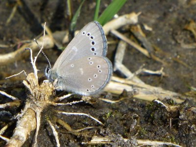 Silvery blues