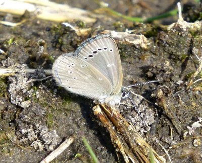 Silvery blue - Grand River Marsh Wildlife Area, WI - June 3,  2013 