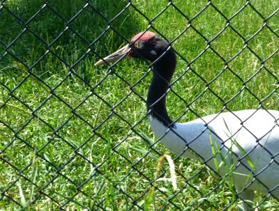 2) Black-necked cranes-GALLERY